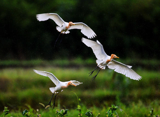 嘉禾：生态好 鸟飞来