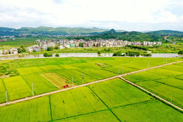 嘉禾：稻田 “丰”景乡村美