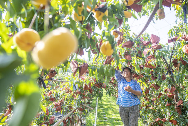 娄底 一村一品一主播 蟠桃 乡村振兴 采摘 特色农业