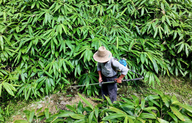 锚  “中国粽叶之乡” 绿色经济 引擎 粽叶