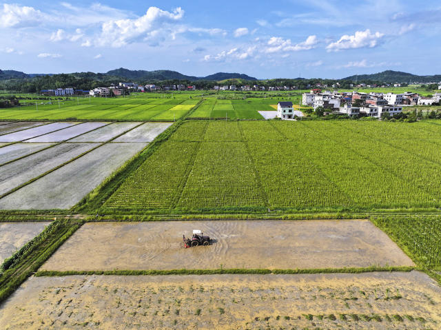 粮食生产 水稻 农业双抢 抢收早稻 翻耕稻田 抢插晚稻