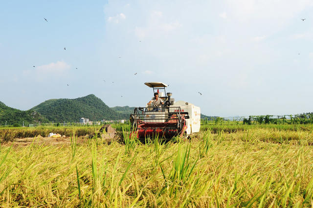 嘉禾：抢收早稻   颗粒归仓