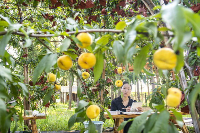 娄底  乡村振兴 产业新貌 乡村特色 艺术