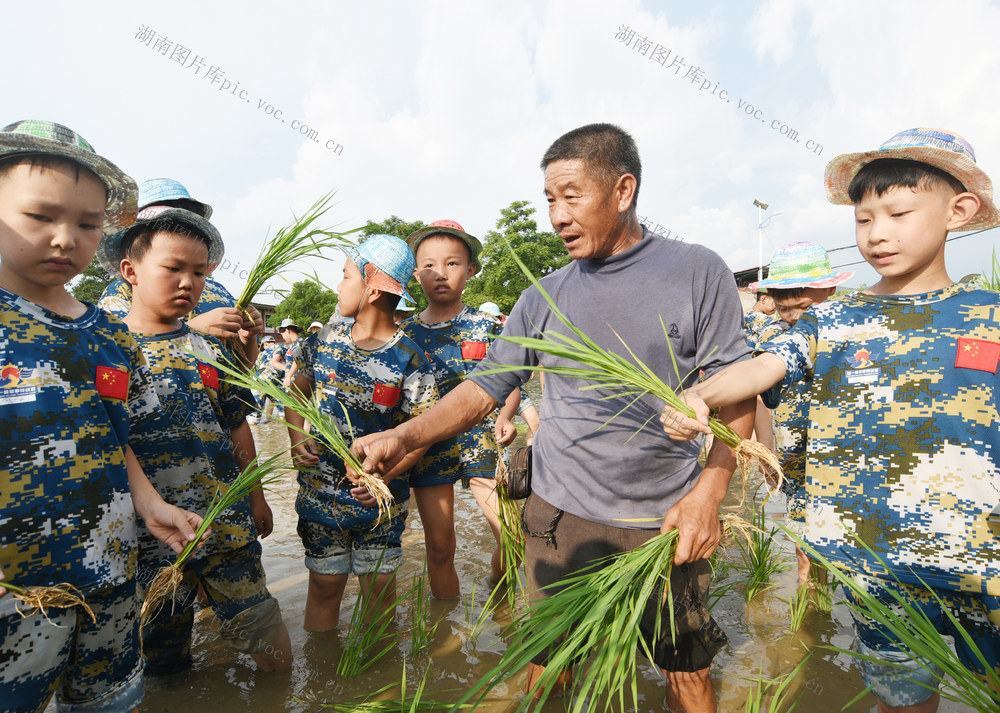 嘉禾：学农事  度暑假  