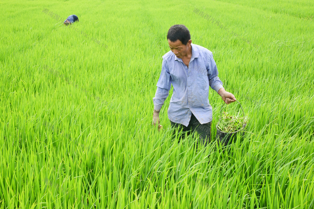 二十四节气  大暑  农事活动  水稻培管