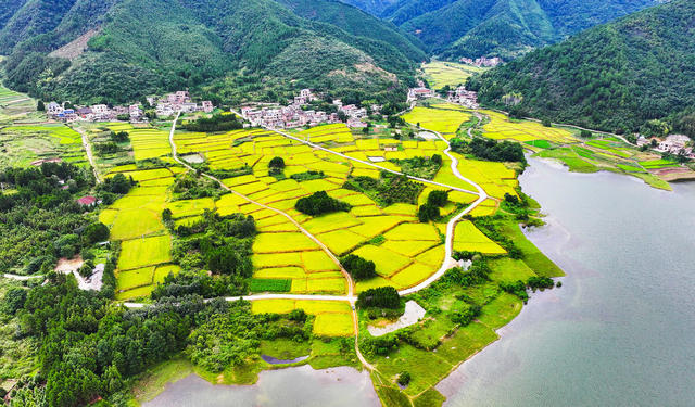 水稻  丰收  乡村  如画