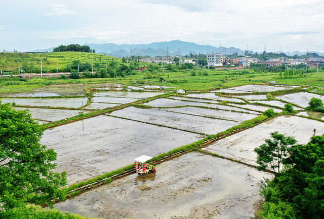 嘉禾：抢农时  忙“双抢”