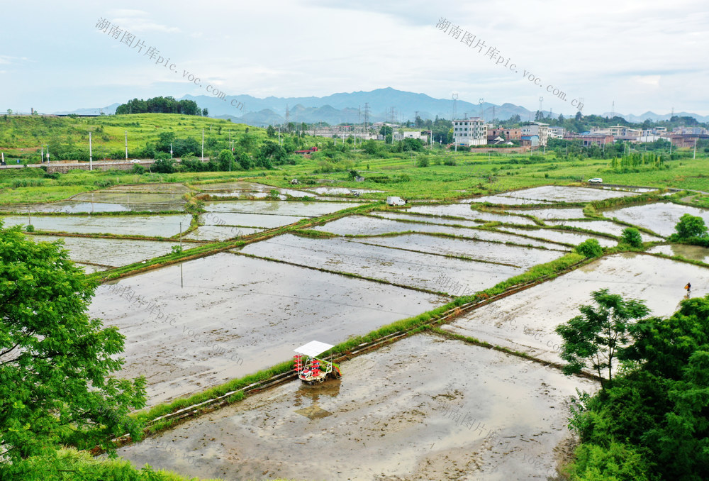 嘉禾：抢农时  忙“双抢”