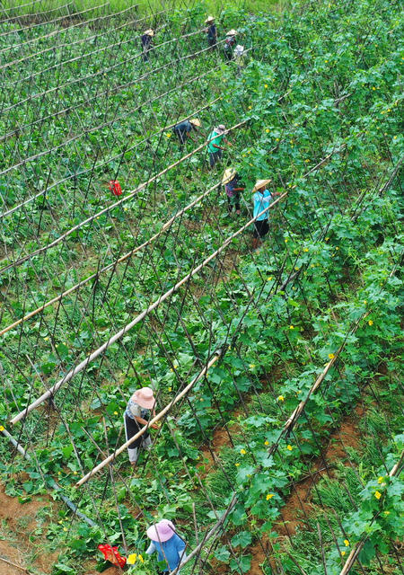 嘉禾：“订单”蔬菜管护忙