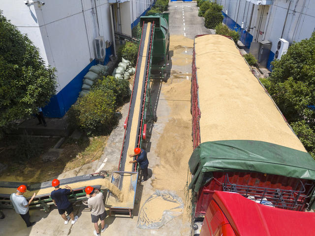 娄底 夏粮 早稻 订单收购 预约