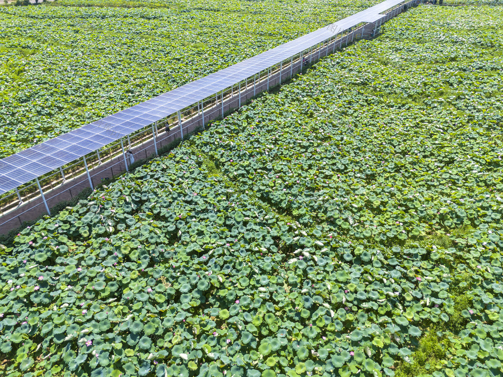 娄底 荷花 游客 夏日