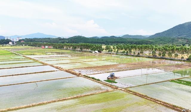 高标准农田助力丰产丰收