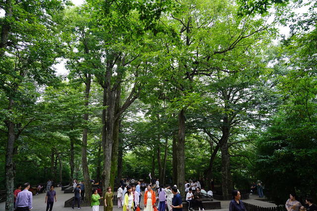 云上花瑶好避暑（图）

7月27日，湖南省隆回县虎形山瑶族乡崇木凼村古树林迎来游客。该村地处高寒山区，风景秀丽，古树参天。随着乡村旅游的盛行，该村已成为网红打卡避暑胜地。