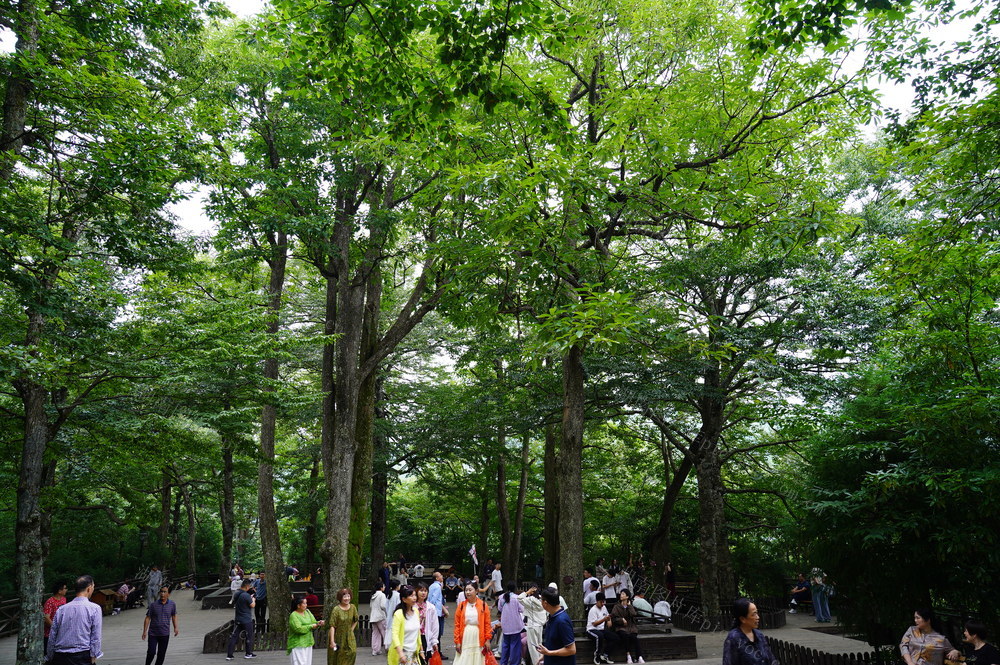 云上花瑶好避暑（图）

7月27日，湖南省隆回县虎形山瑶族乡崇木凼村古树林迎来游客。该村地处高寒山区，风景秀丽，古树参天。随着乡村旅游的盛行，该村已成为网红打卡避暑胜地。