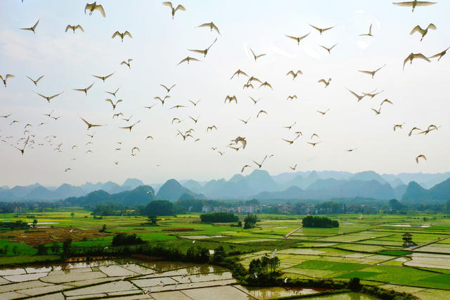 宁远：生态田园鸟飞舞