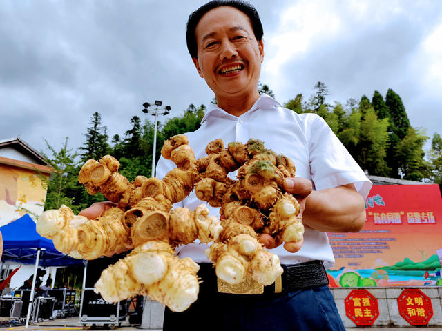 湖南桂东 2478克黄精  “药食同源” 品鉴 原始次森林中 东边山