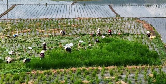 特色产业助增收