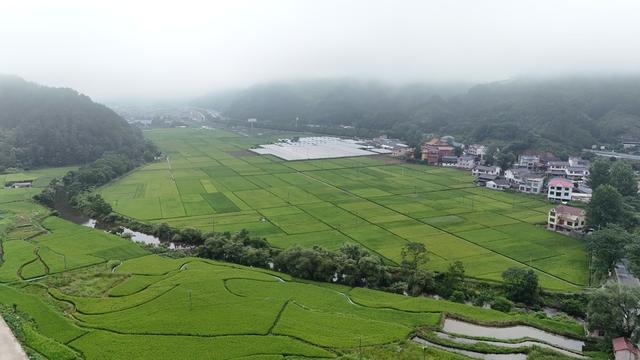 农田、稻田、农业、盛夏、农村