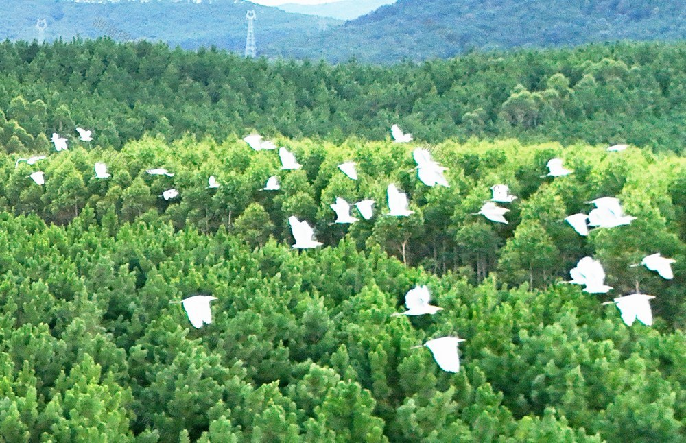   生态好 鹭鸟欢
