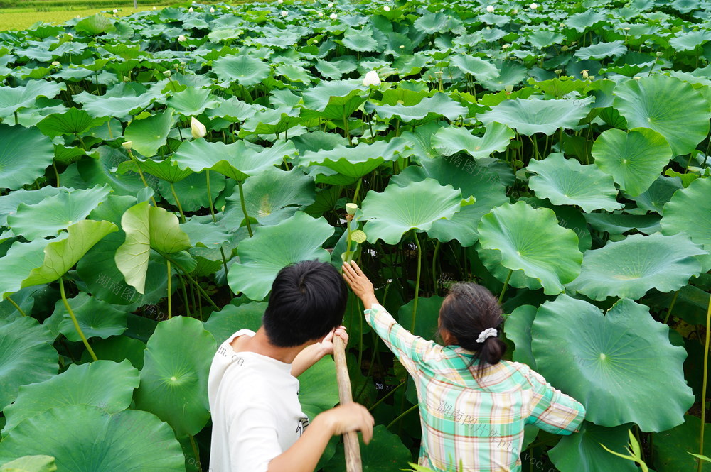 母子“莲”心（图）
7月31日，湖南省隆回县金石桥镇导群村一对母子在合力采摘莲子。母亲准备卖了莲子，换钱给儿子做下学期生活费。
（罗理力 摄影）