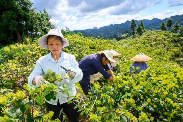 山银花