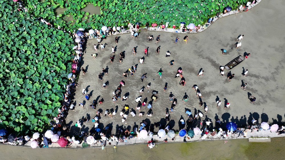 夏季，荷花，乡村旅游，康养，乡村振兴