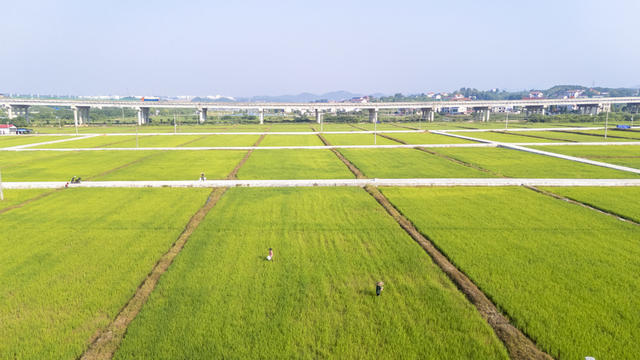 娄底 夏日 管护 小暑