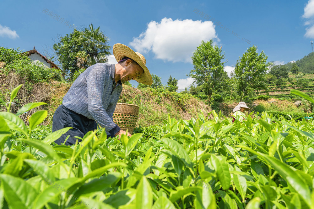 湘西黄金茶  小暑时节   采夏茶   制作红碎茶   
  助增收