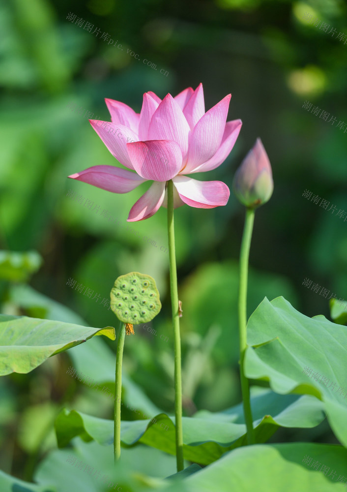 小暑
道县
荷花