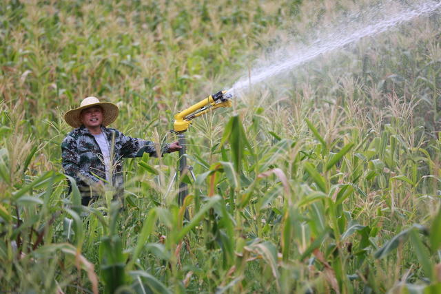农户  湖南 郴州  苏仙区  五盖山镇  玉米  浇水  抗旱  郴州市气象台  高温    预警  37℃ 