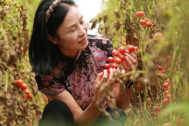 航拍  湖南  郴州市  苏仙区  五盖山镇  凉伞坪村  番茄基地  游客  采摘  乡村振兴 