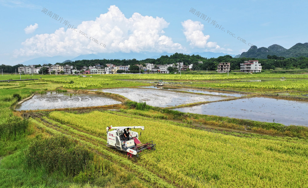 水稻 双抢