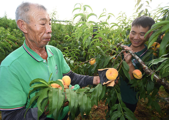 嘉禾：农场果丰收  果农采摘忙