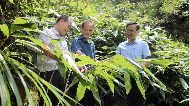 宁远 粽叶 采摘