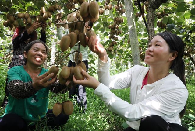 猕猴桃丰收采摘忙