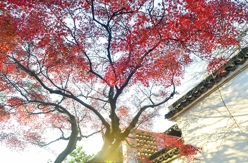 园林、秋景