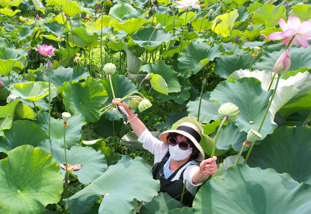 湖南桂东 水湾村荷花园 采莲 避暑游客