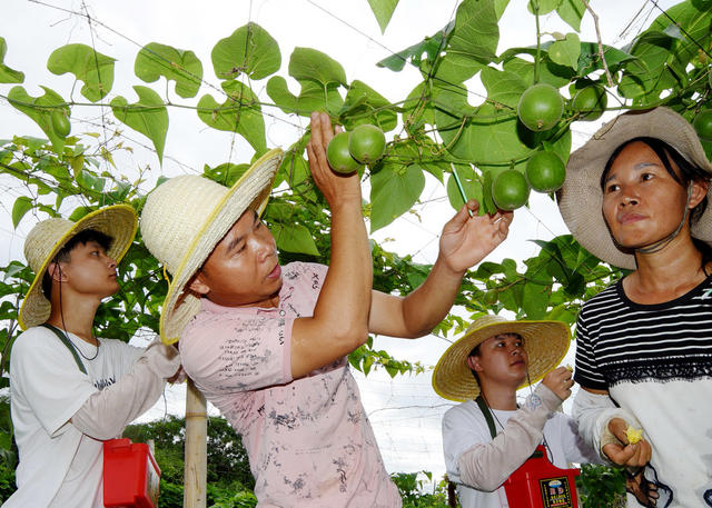 嘉禾：罗汉果  管护忙
