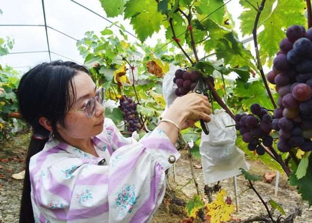 嘉禾：葡萄熟 采摘忙