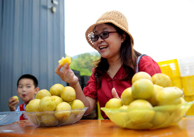 桂东 奈李 甜 鲜