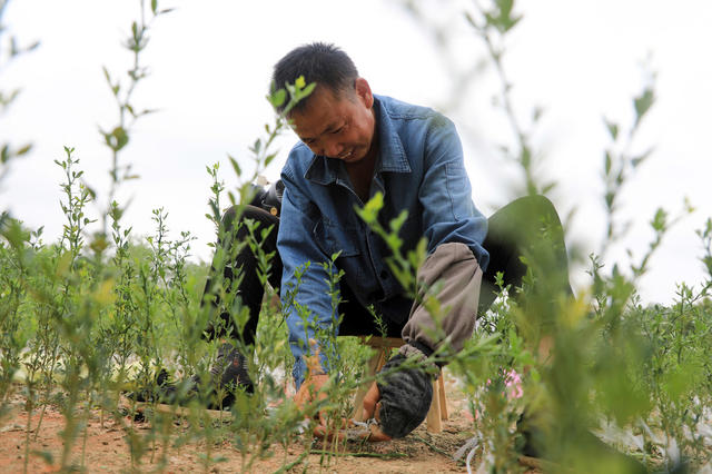 金钱桔 嫁接 育苗  农业  农民