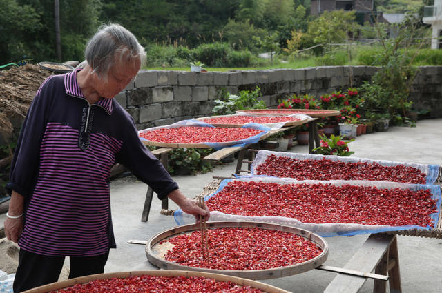 湖南桂东 金秋 丰年 丰收画卷