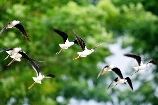 嘉禾：河畔生态美 鸟儿展翅飞