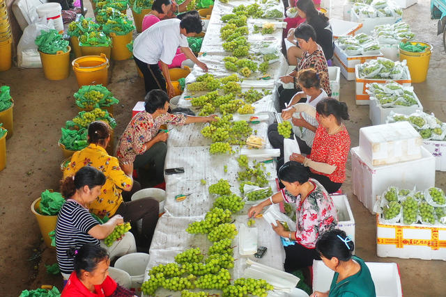 嘉禾：采摘葡萄 供应市场