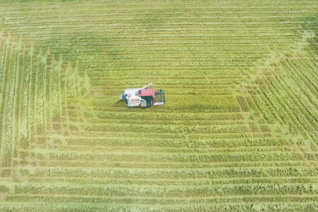 水稻  种植   农业  稻谷  秋收   田地  高标准农田   经济 农民   村民 收割  