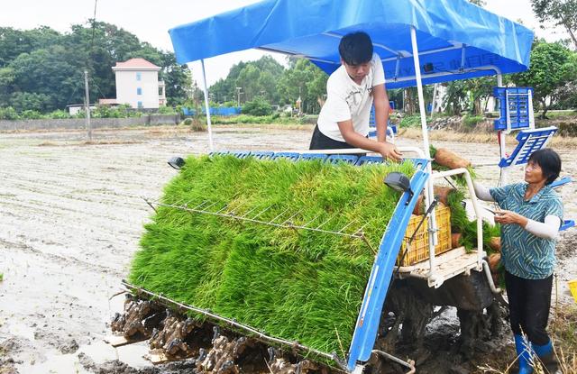 处暑将至农事忙 