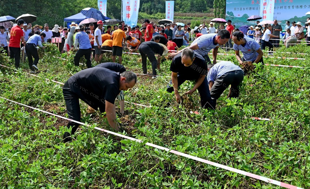 运动会 农民 采摘 花生 运动 拔河 趣味 农民运动会 文化 体育 精神面貌 活力 农村