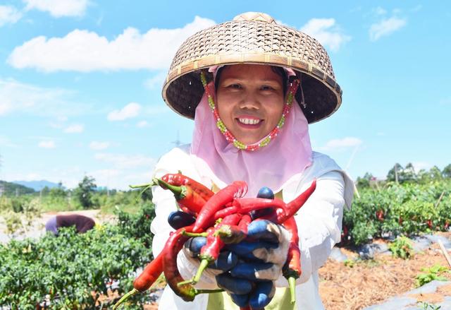  红辣椒  供港澳