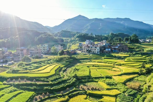 乡村 稻田 田园 风景 丰收