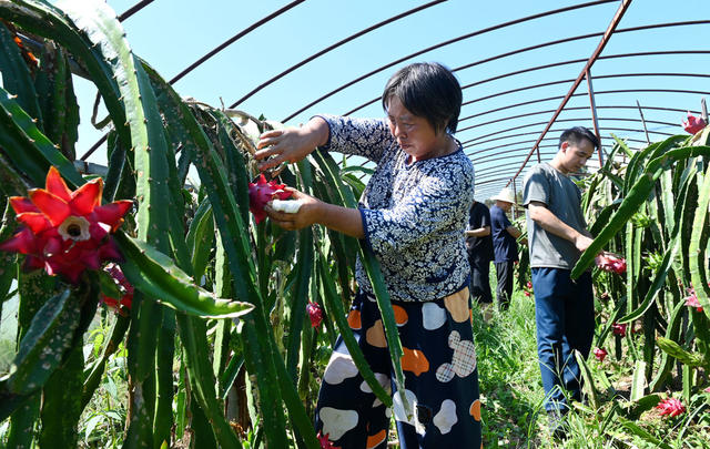 种植业  特色产业 火龙果 葡萄 增收致富 农业 农村 采摘 种植 农民 乡村振兴